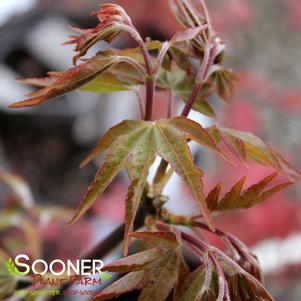 HOT BLONDE JAPANESE MAPLE