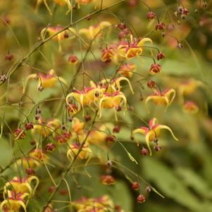 JESTER'S HAT EPIMEDIUM