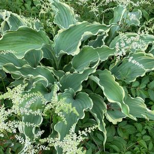 DANCING IN THE MOONLIGHT HOSTA