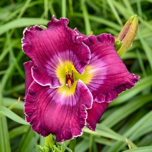 RICH IN MERCY DAYLILY