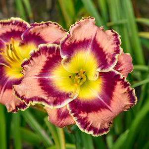 MOMENTARY BLISS DAYLILY