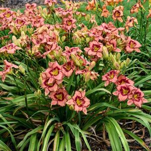 RAINBOW RHYTHM® FEARFULLY AND WONDERFULLY MADE DAYLILY