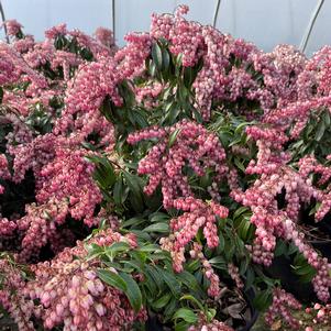 Pieris japonica 'Katsura'