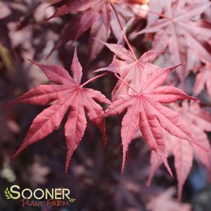 Acer palmatum 'Bloodgood'