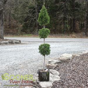 Juniperus virginiana Taylor