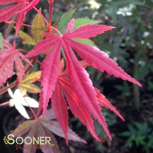 RED UPRIGHT JAPANESE MAPLE