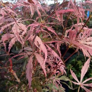 LILEEANNE'S JEWEL UPRIGHT JAPANESE MAPLE