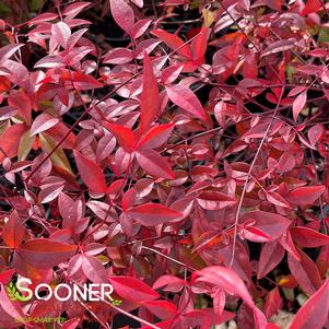 <em>Nandina</em> COMPACT NANDINA: 