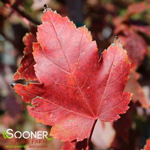 <em>Acer</em> BRANDYWINE MAPLE: 