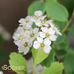 Spiraea x vanhouttei 'Vanhouttei'