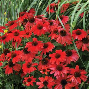 PANAMA™ RED CONEFLOWER