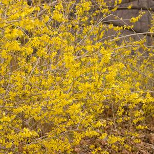 Forsythia x 'Northern Gold'