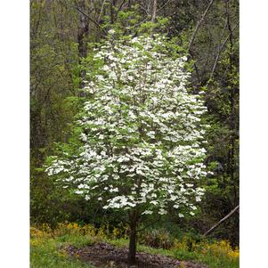 CLOUDBURST™ DOGWOOD