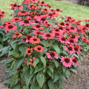 COLOR CODED® KNOCK 'EM RED CONEFLOWER