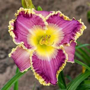 ROYAL INVITATION DAYLILY