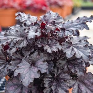 Heuchera x 'Sultry Night'