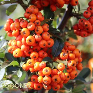 <em>Pyracantha</em> MOHAVE PYRACANTHA: 