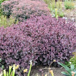 WINEBERRY DELIGHT SEDUM