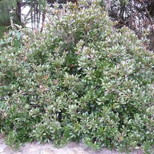 Rhaphiolepis umbellata 'Blueberry Muffin'