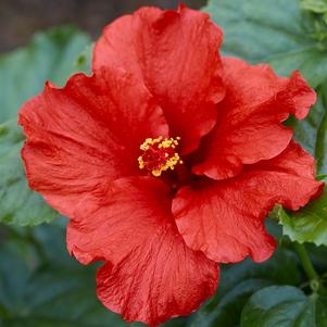 Hibiscus rosa-sinensis 'JBN 12002'