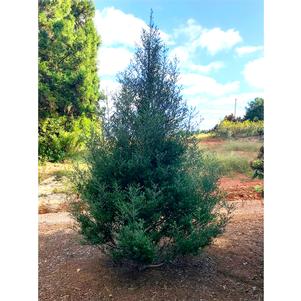 Ilex vomitoria 'WAH-EP'