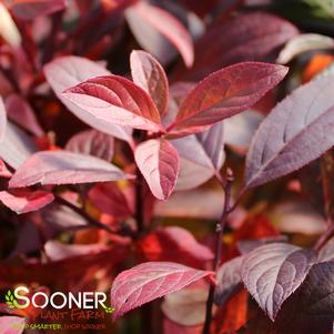 <em>Itea</em> HENRY'S GARNET SWEETSPIRE: 