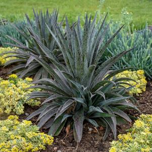Mangave x 'Pineapple Express'