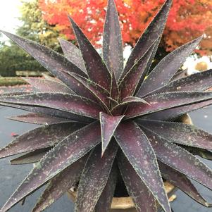 Mangave x 'Blazing Saddles'