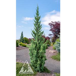 TRAUTMAN JUNIPER