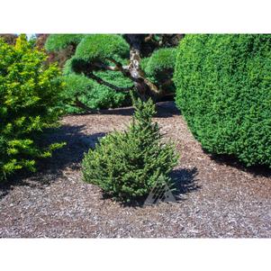 Picea abies 'R.E.L.'