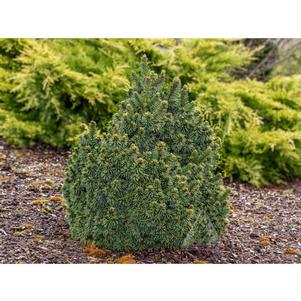 Picea abies 'Skyhigh WB'