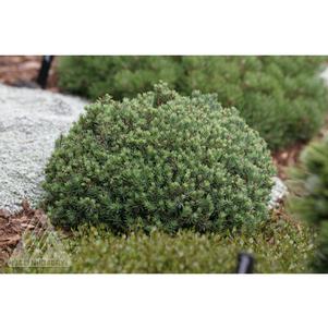 BLUE PLANET DWARF WHITE SPRUCE