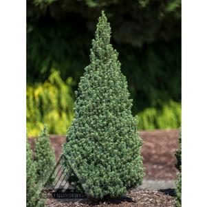 JEAN'S DILLY® DWARF ALBERTA SPRUCE