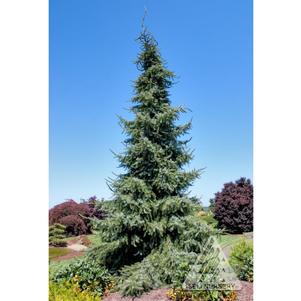 Picea omorika 'Gotelli Weeping'