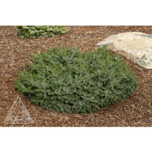 Picea omorika 'Kamenz'