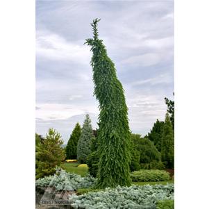 Picea omorika 'Pendula Bruns'