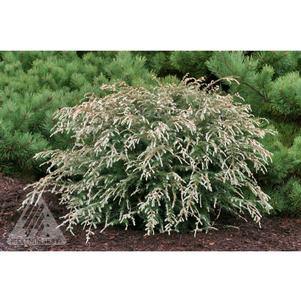 Tsuga canadensis 'Albospica'