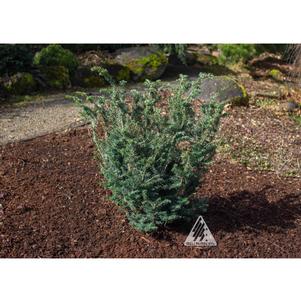 Tsuga canadensis 'Mitsch'