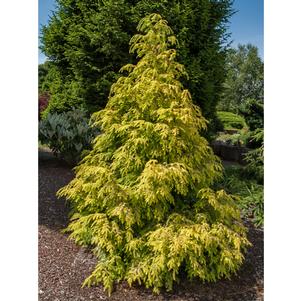 Tsuga canadensis 'Golden Splendor'