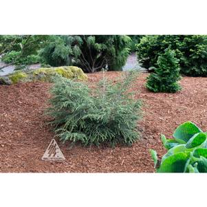 Tsuga canadensis 'Green Lace'