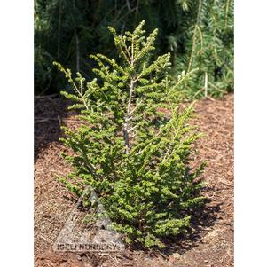 Tsuga canadensis 'Hebefolia'