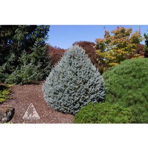 Picea pungens 'Scottie'