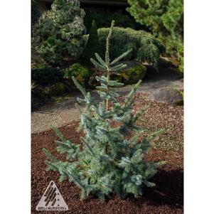 Picea x 'Troemner'
