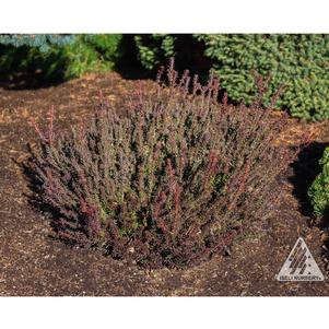 Podocarpus nivalis 'Jalako Red'