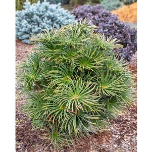 PROPELLER JAPANESE UMBRELLA PINE