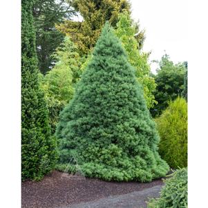 VON MARTIN GIANT REDWOOD