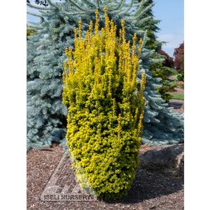 DWARF GOLD IRISH YEW