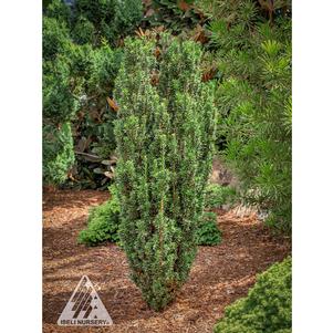 Taxus baccata 'Green Column'