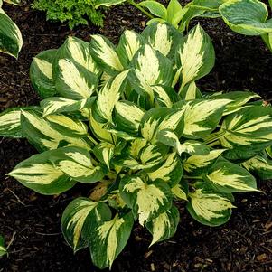 REVOLUTION HOSTA