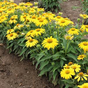 Echinacea x 'Balsomemyim'